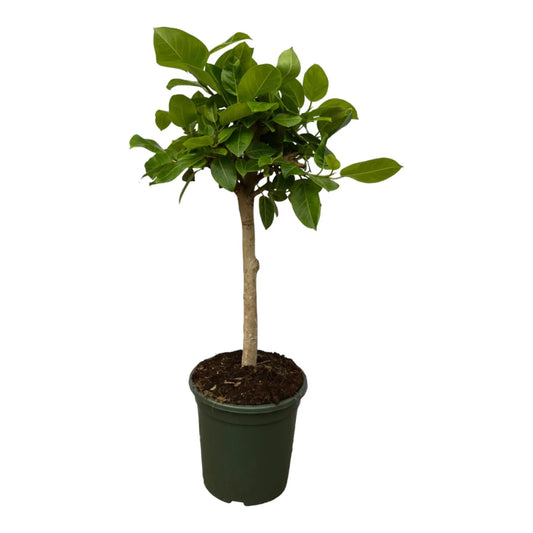 Ficus Altissimo variegata - 120 cm - Ø33cm Everspring