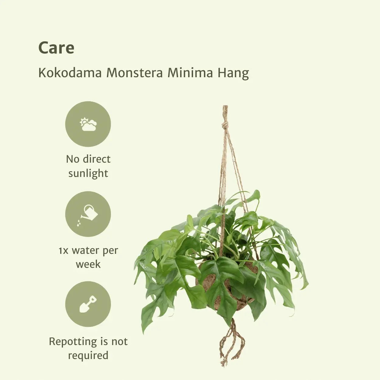 Monstera Minima Hang 2x Kokodama