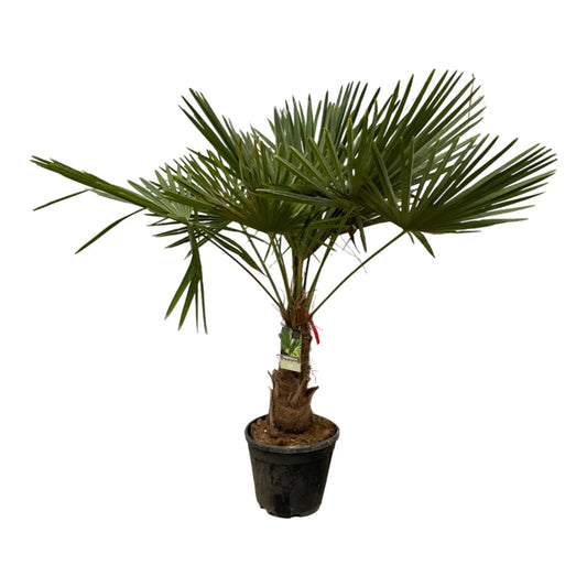 Trachycarpus Fortuneii - 200 cm - Ø30cm Everspring