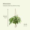 2x Kokodama Monstera Minima Hang - Gatenplant - 25cm - ø15