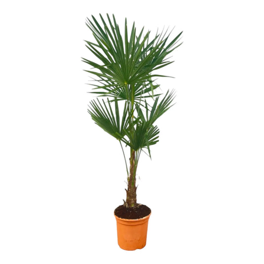 Trachycarpus Fortuneii - 160 cm - Ø27cm Everspring