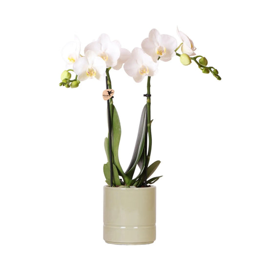 Kolibri Orchids | witte Phalaenopsis orchidee - Amabilis + Pastel pot green- potmaat Ø9cm | bloeiende kamerplant - vers van de kweker Everspring