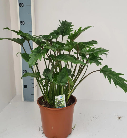 Philodendron Xanadu - Ø19cm - ↕60cm