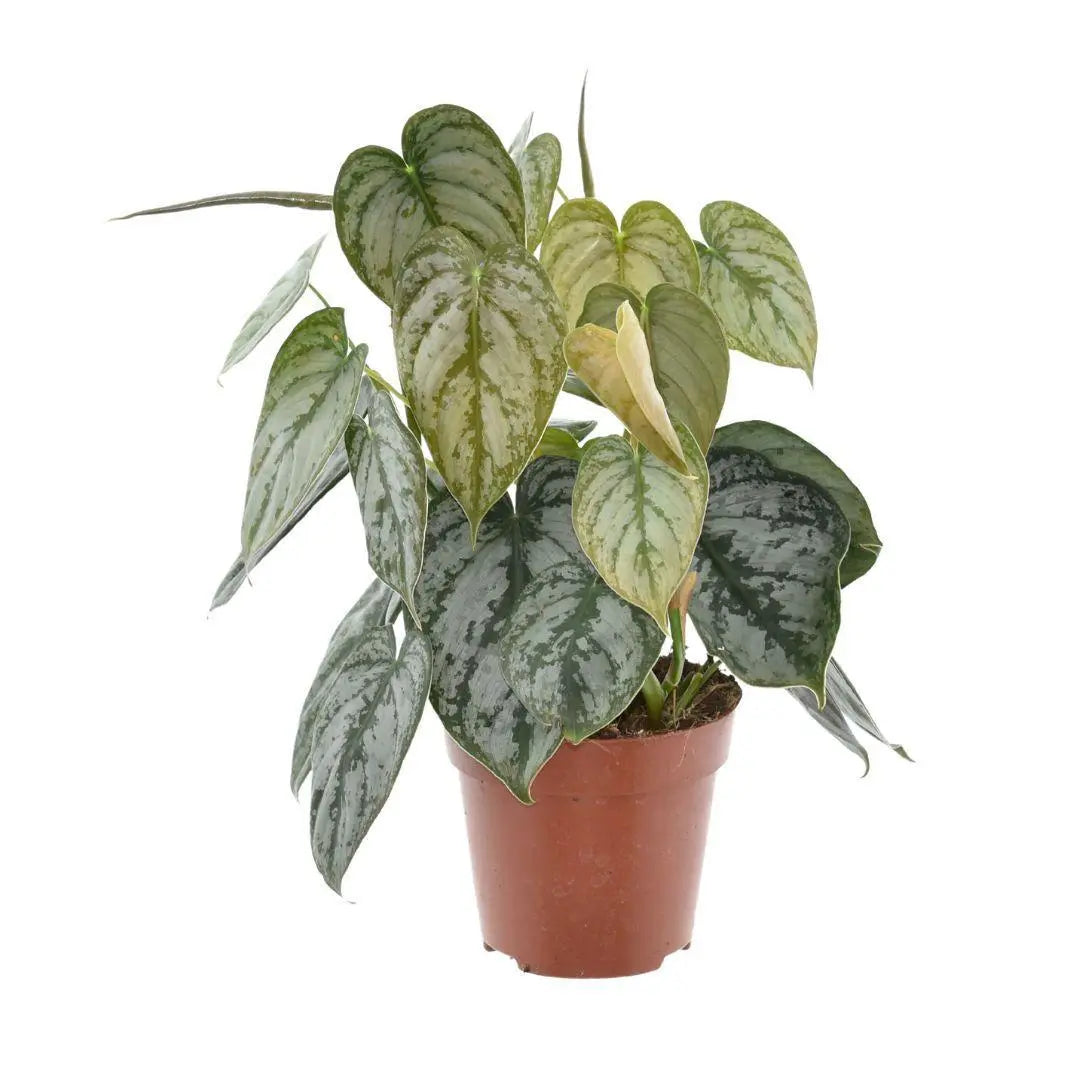 Philodendron Brandtianum - Ø12cm - ↕35cm Everspring