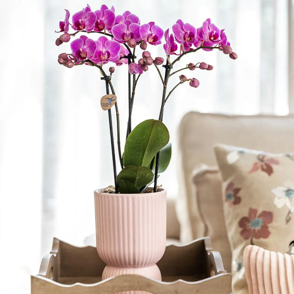 Kolibri Home | Combi deal - Diabolo pot pink Everspring