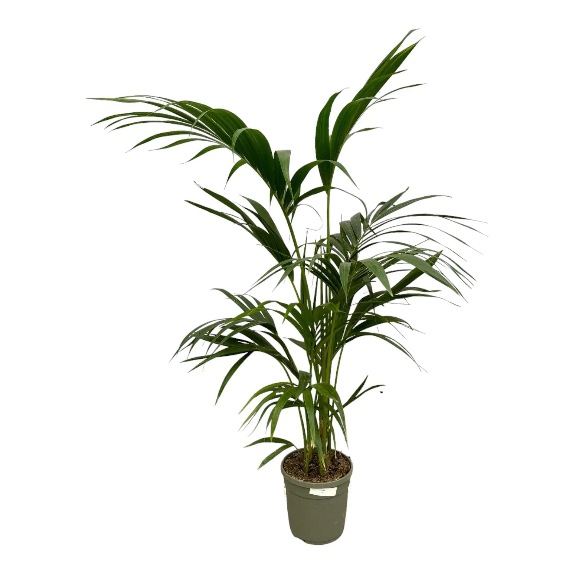 Kentia Palm 130 cm