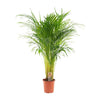 Areca palm - Ø21cm - ↕110cm Everspring