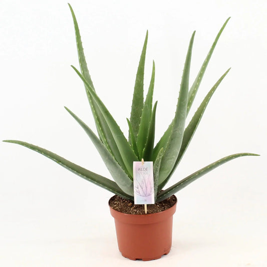 Aloe Vera  - Ø19cm - ↕70cm