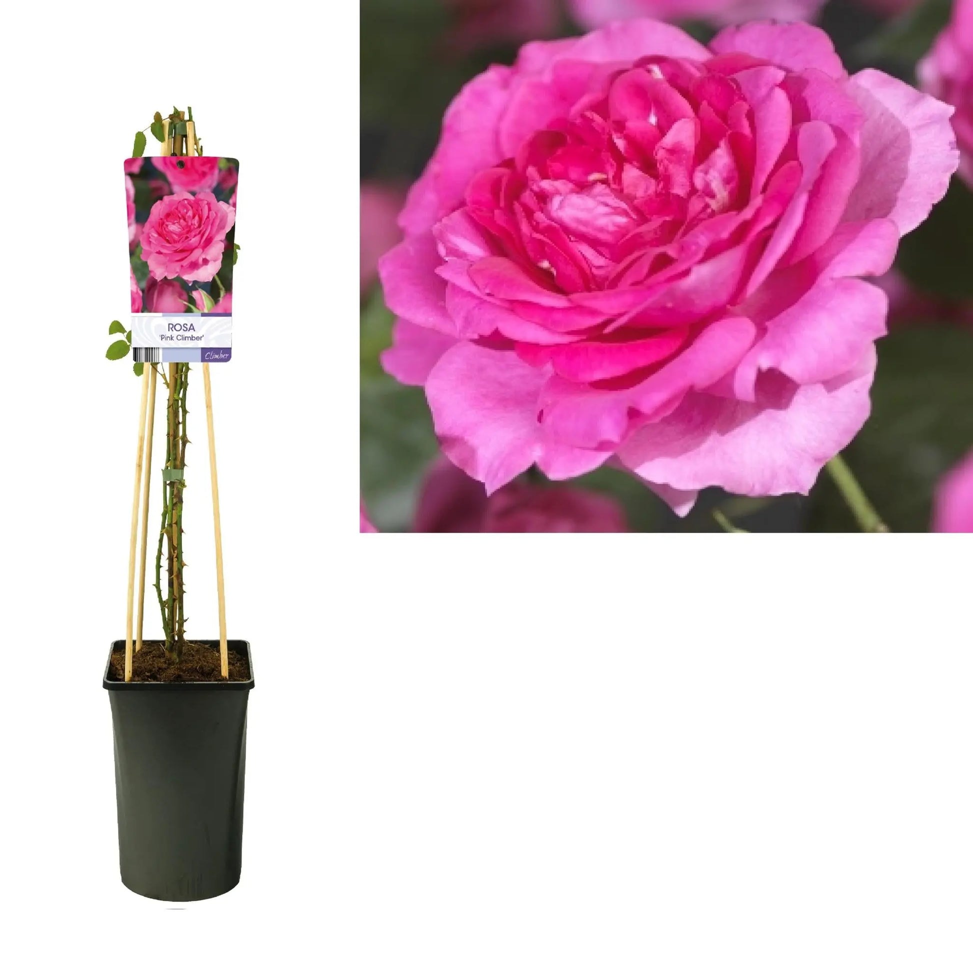 Rosa 'Pink Climber' +light Label - Ø17cm - ↕75cm Everspring