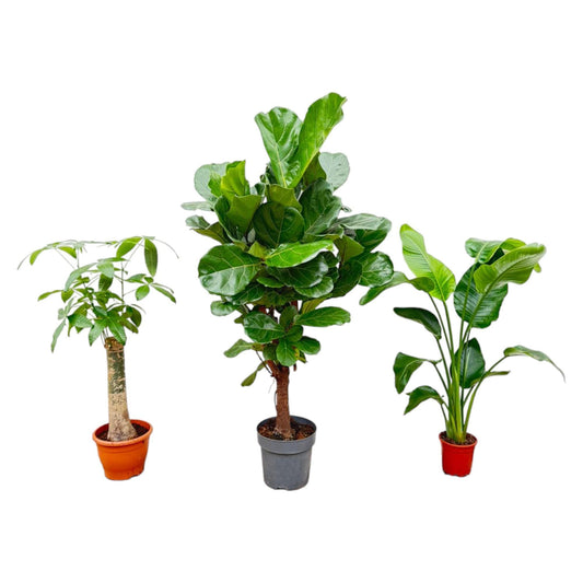 Combi deal - Strelitzia Nicolai 70 cm - Wout L 130 cm - Ficus Lyrata vertakt 160cm Everspring