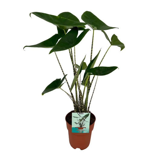 Alocasia Zebrina - Ø19cm - ↕75cm