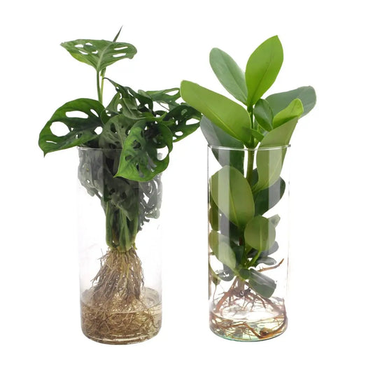 Cylinder glas Duo Monstera/Clusia - 2 stuks - Ø12cm - ↕25-40cm Everspring