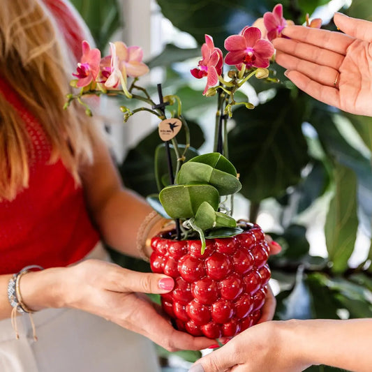 Kolibri Home | Berry pot - Ø9cm Everspring