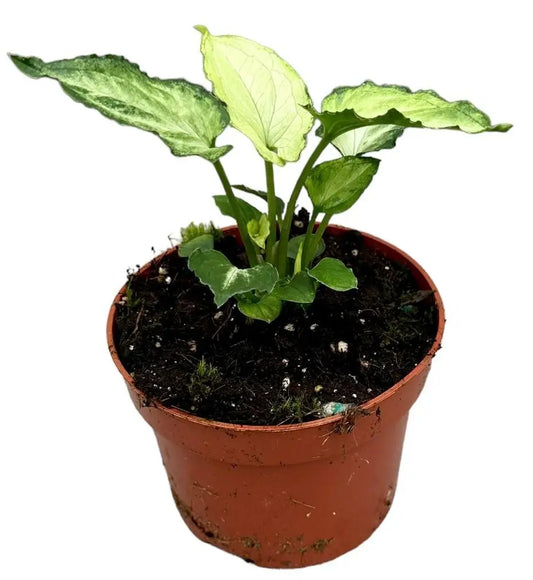 Syngonium Mouse Ears - Ø10,5cm - ↕15cm Everspring