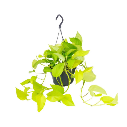 Epipremnum "Golden Pothos"  - Ø15cm - ↕25cm