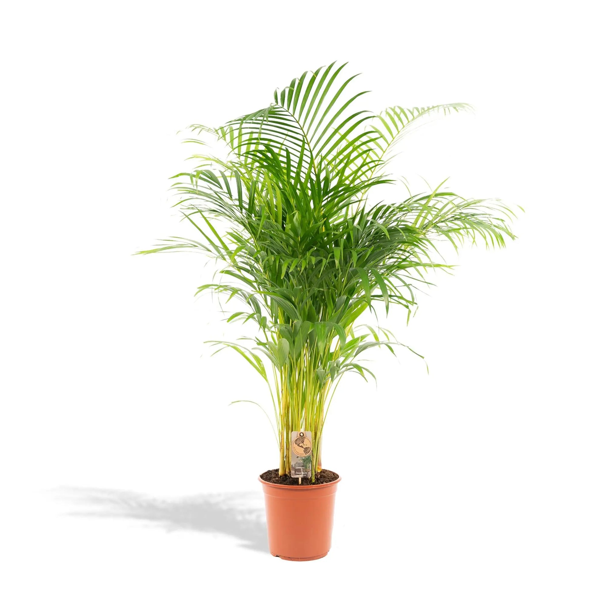 Areca palm - Ø24cm - ↕130cm Everspring