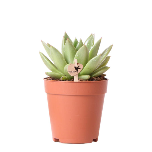 Kolibri Greens | Groene plant - Succulent Echeveria Miranda - groene kamerplant - vers van de kweker - Ø9cm Everspring