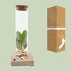 Clusia In Tube Glas + LED - Ø5cm - ↕10cm Everspring