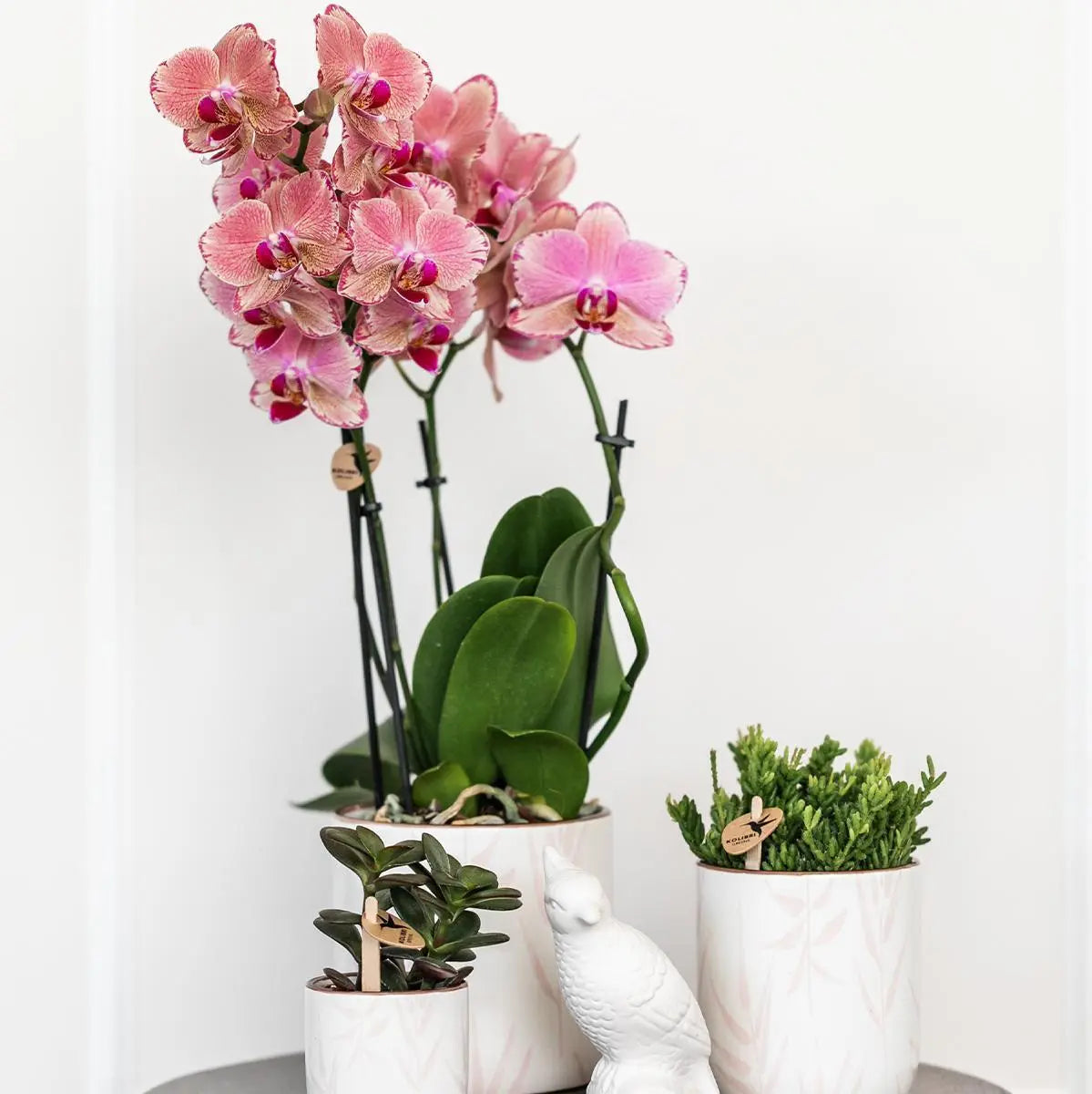 Kolibri Home | Leaf pot pink - Ø6cm Everspring