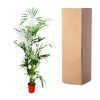 Kentia Palm - 200 cm - ø24 Everspring