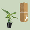 Alocasia Macrorrhiza - Ø19cm - ↕70cm Everspring