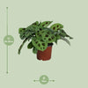 Maranta Leuconeura Kerchoveana - Ø12cm - ↕30cm Everspring