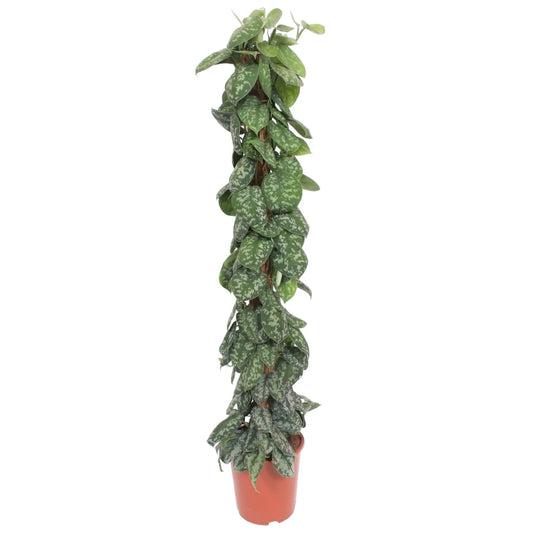 Scindapsus Pictus Trebie mosstok - Ø27cm - ↕160cm