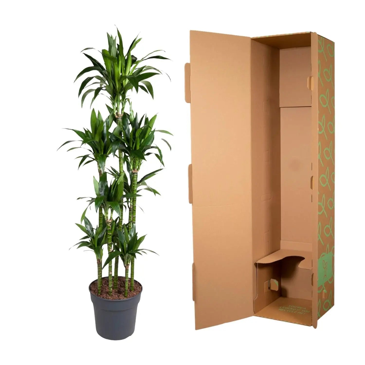 Dracaena Janet Craig Carrousel - 180 cm - ø34 Everspring