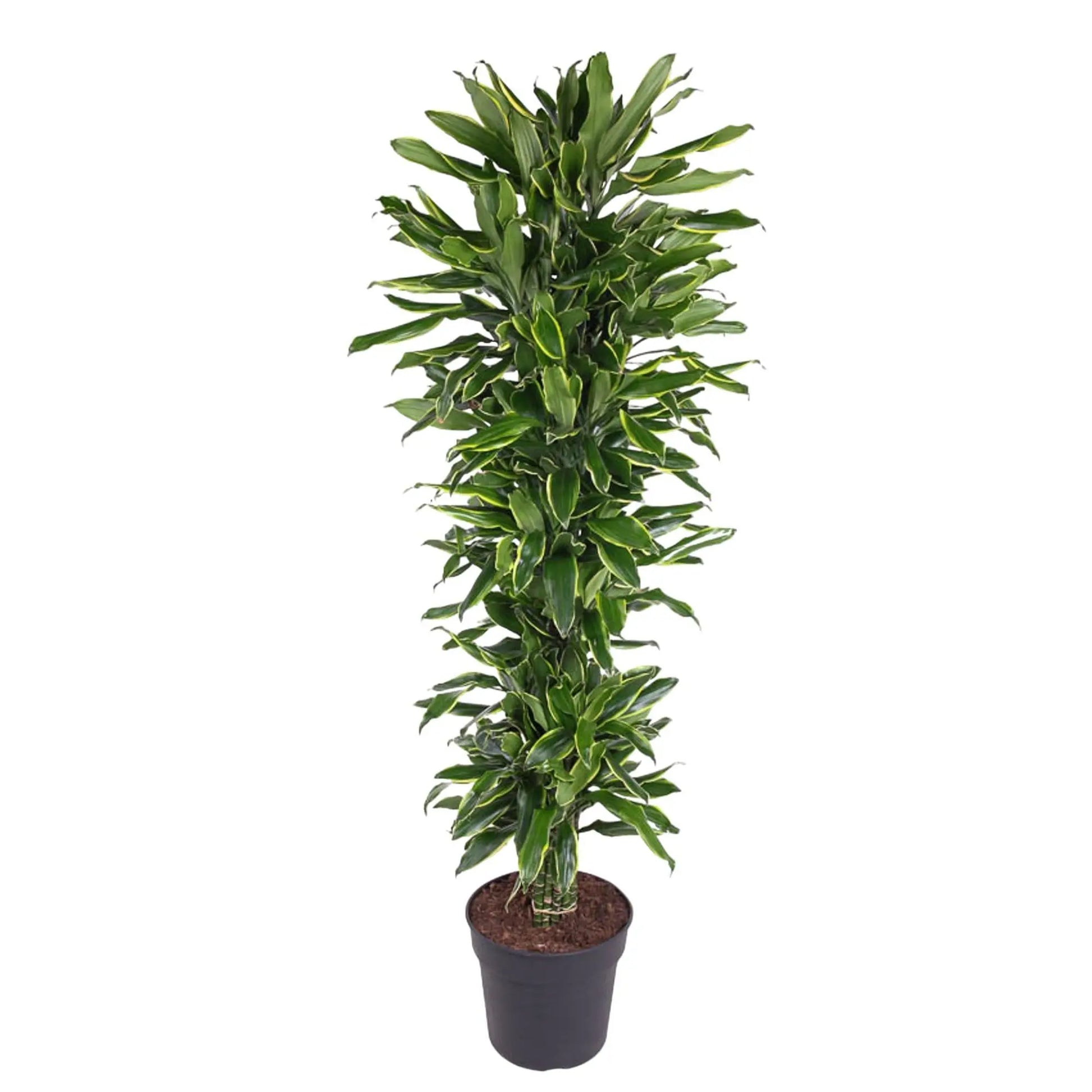 Dracaena Golden Coast vertakt - 170 cm - ø34 Everspring