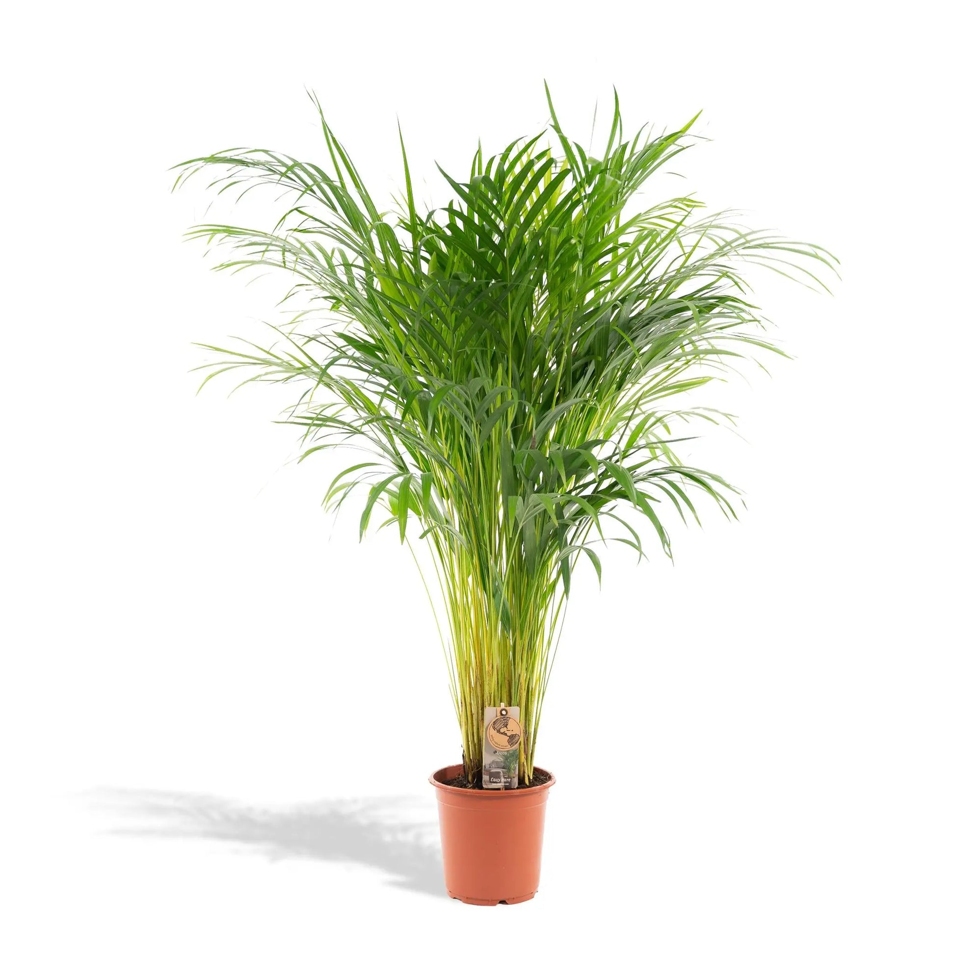 Areca palm - Ø21cm - ↕110cm Everspring