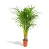 Areca palm - Ø21cm - ↕110cm Everspring