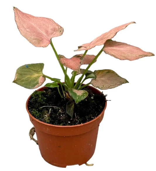 Syngonium Pink Perfection - Ø10,5cm - ↕15cm Everspring