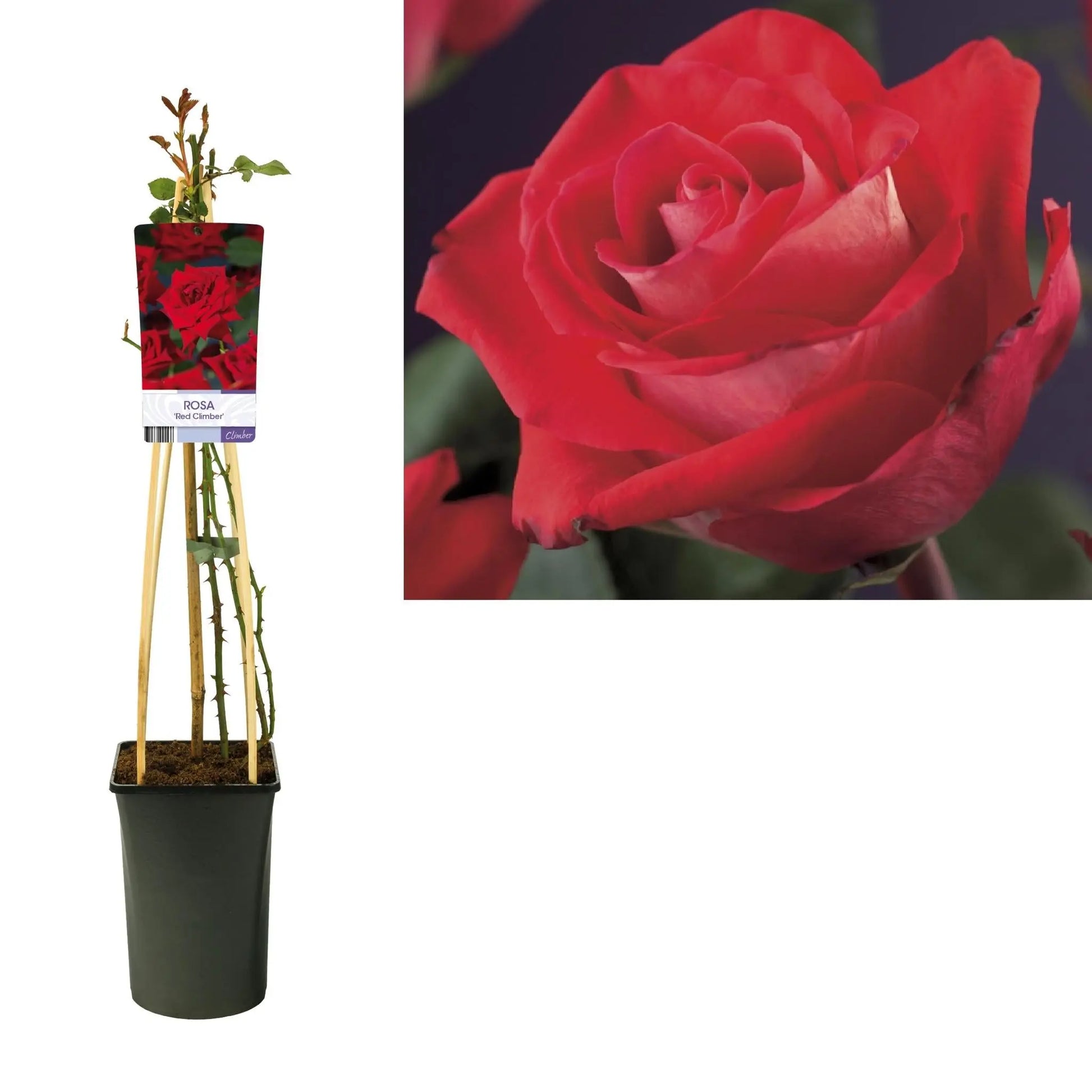 Rosa 'Red Climber' +light Label - Ø17cm - ↕75cm Everspring