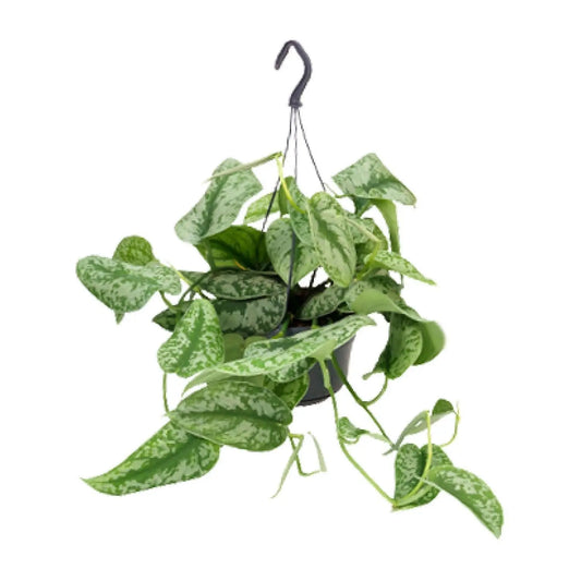 Scindapsus Pictus Trebie - Ø15 - ↕25cm