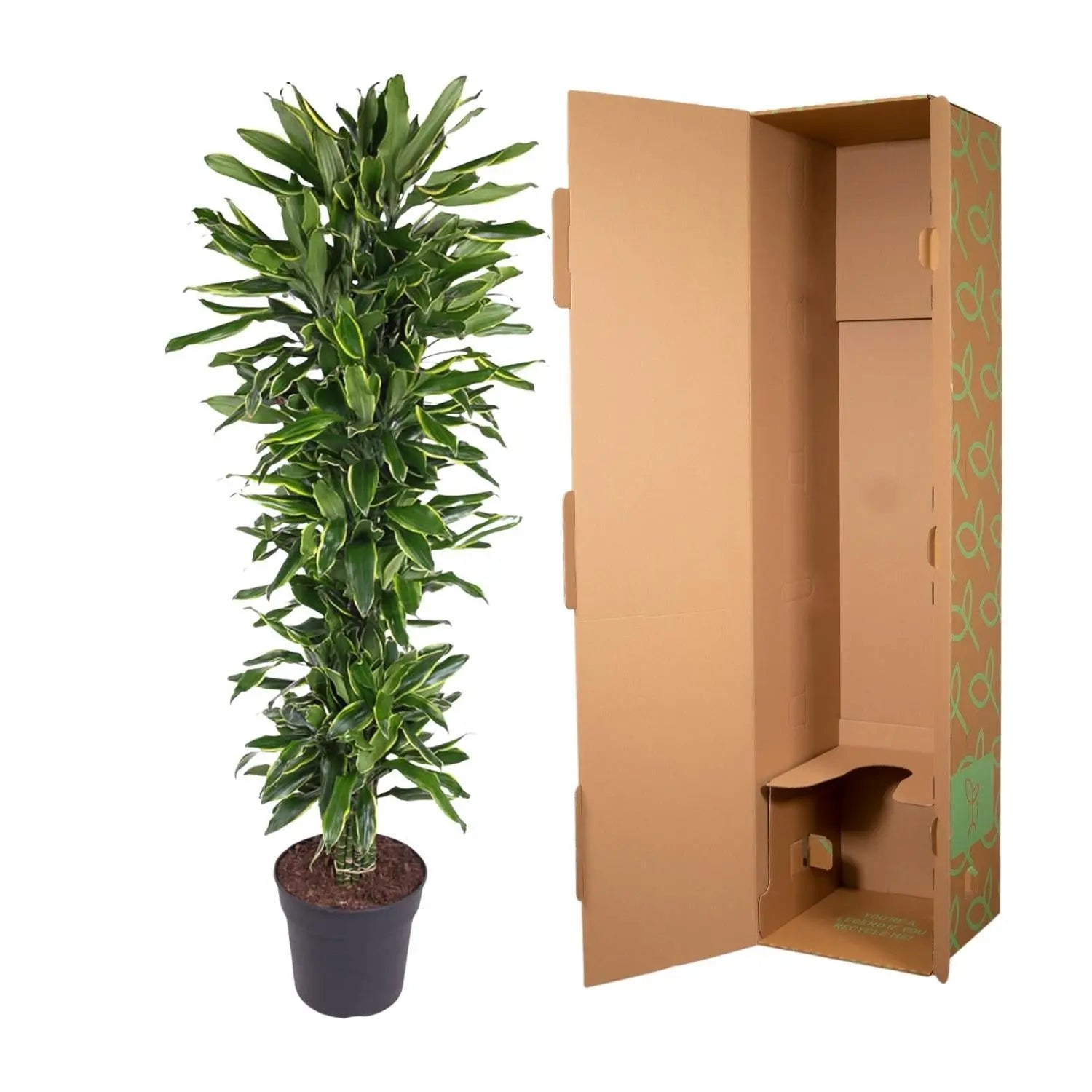 Dracaena Golden Coast vertakt - 170 cm - ø34 Everspring