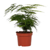 Asparagus Setaceus - Ø12 - ↨35cm Everspring