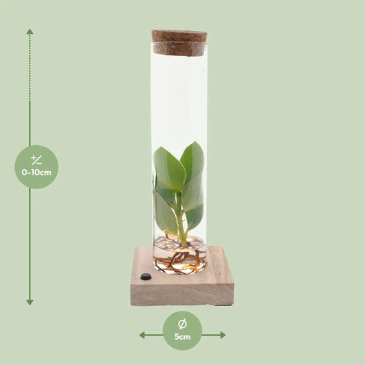 Clusia In Tube Glas + LED - Ø5cm - ↕10cm Everspring