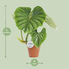 Philodendron Plowmanii - Ø15cm - ↕50cm Everspring