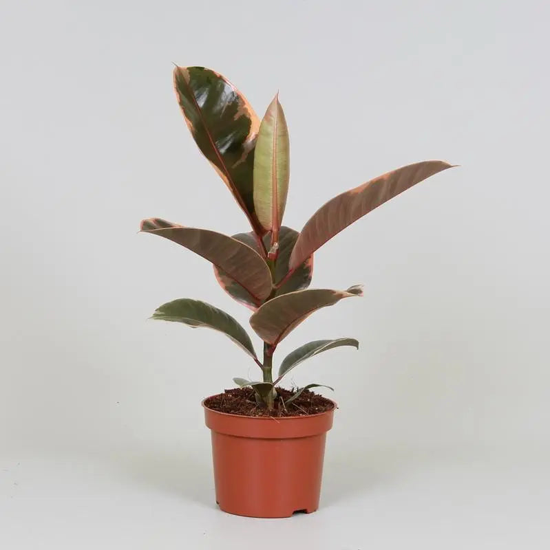 Ficus Elastica Belize - Ø12cm - ↕30cm