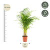 Areca palm - Ø24cm - ↕130cm Everspring