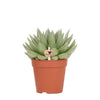 Kolibri Greens | Groene plant - Succulent Echeveria Miranda - groene kamerplant - vers van de kweker - Ø12cm Everspring