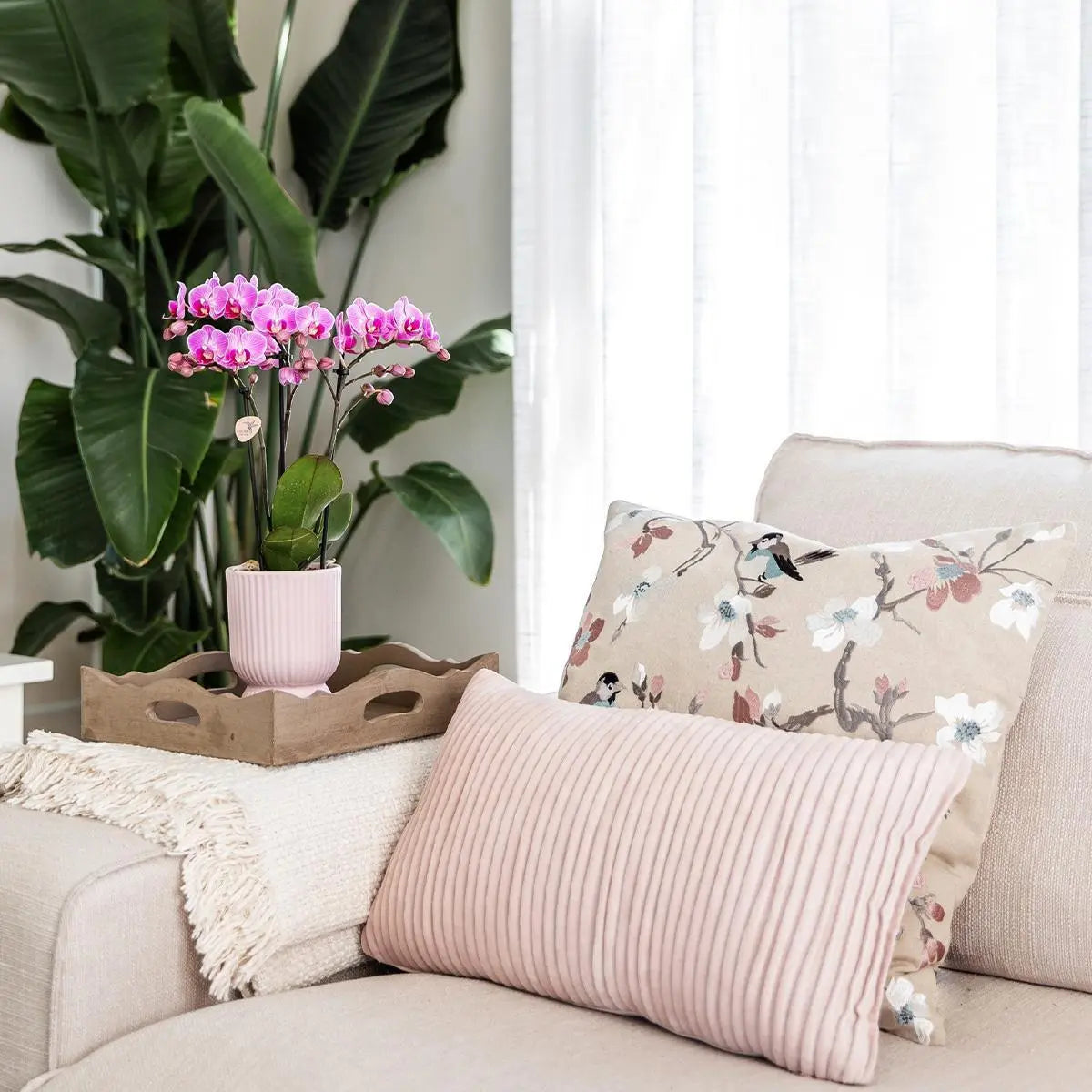 Kolibri Home | Combi deal - Diabolo pot pink Everspring