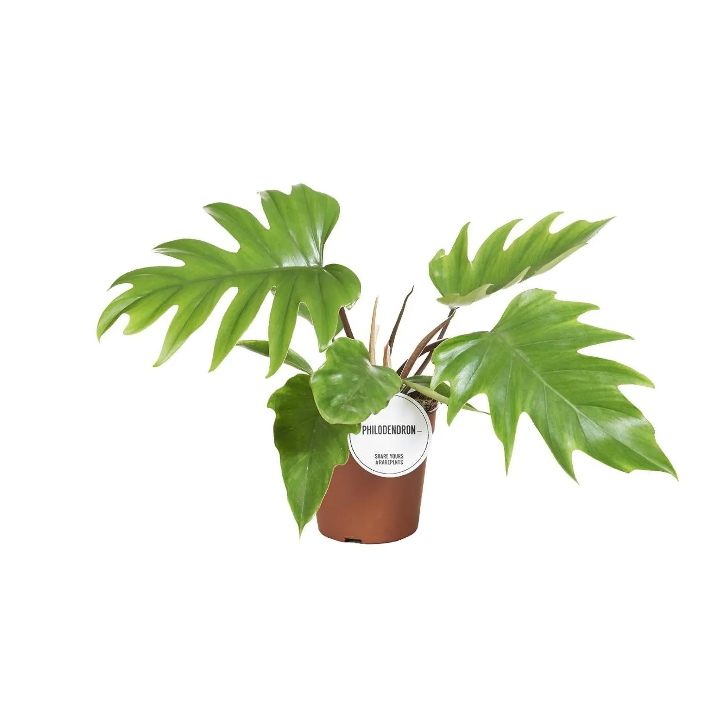 Philodendron Mayoi - Ø15cm - ↕35cm Everspring