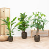 Combi deal - Strelitzia Nicolai 70 cm - Wout L 130 cm - Ficus Lyrata vertakt 160cm Everspring