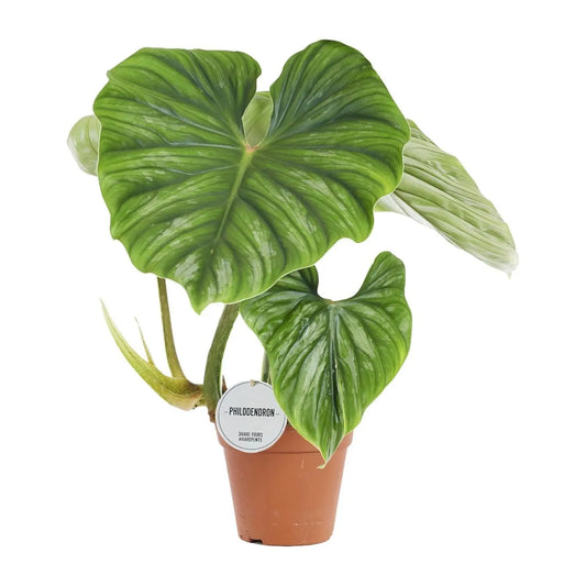 Philodendron Plowmanii - Ø15cm - ↕50cm Everspring