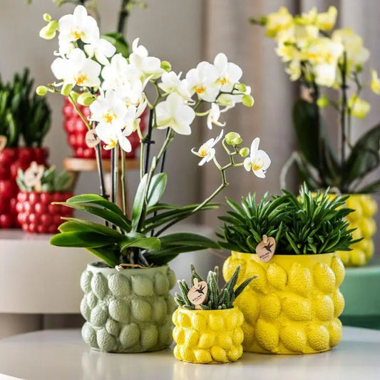 Kolibri Home | Citrus pot groen - Ø6cm Everspring