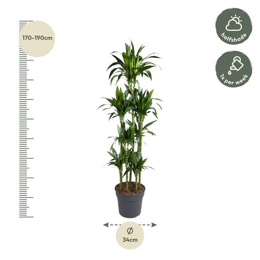 Dracaena Janet Craig Carrousel - 180 cm - ø34 Everspring