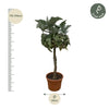 Kalanchoë Beharensis stam - 180 cm - ø45 Everspring