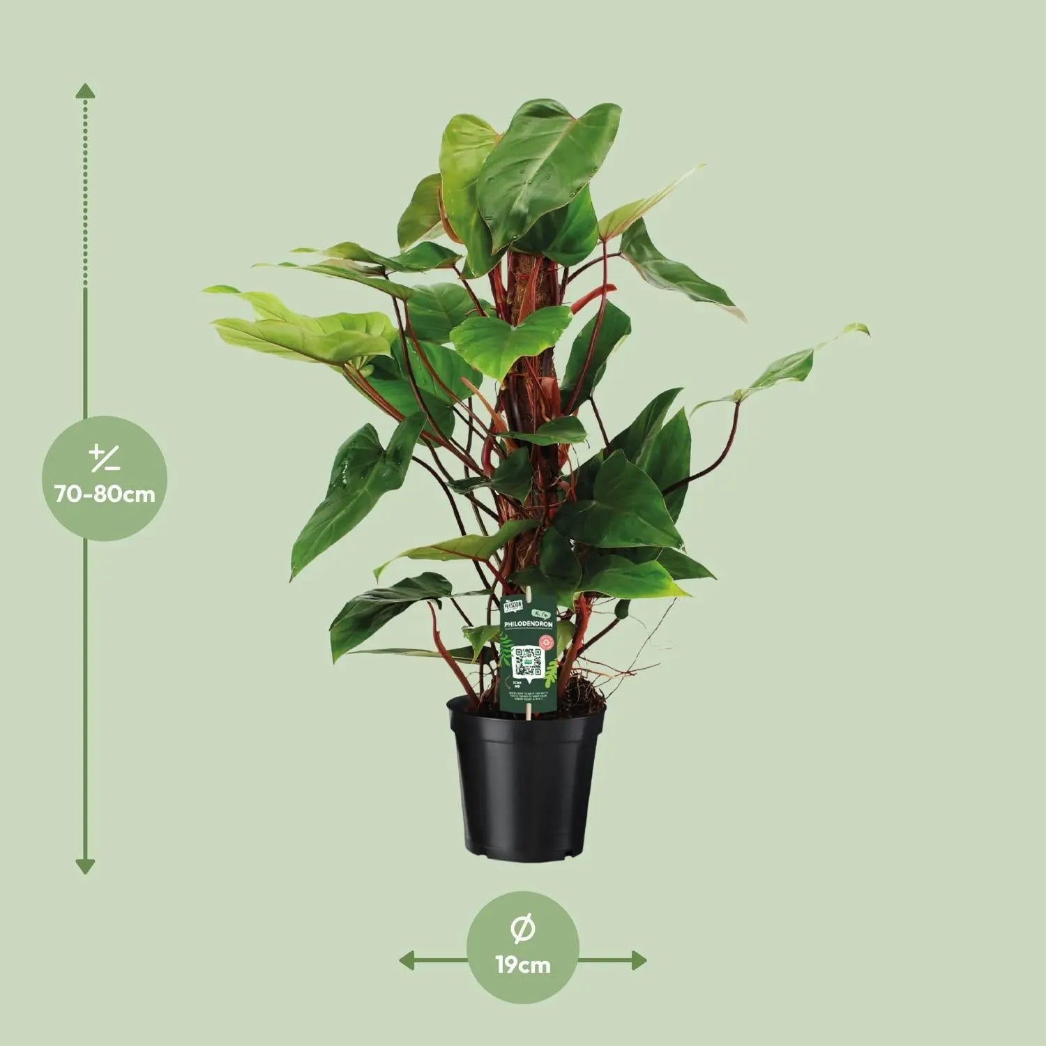 Philodendron Red Emerald - Ø19 ↕80 Everspring