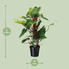 Philodendron Red Emerald - Ø19 ↕80 Everspring